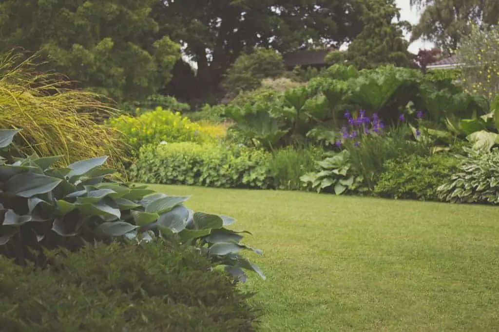 nice example of layers of plants in a garden bed