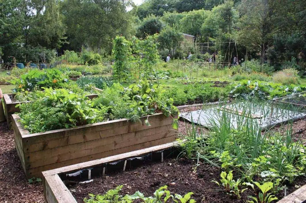 raised vegetable garden beds