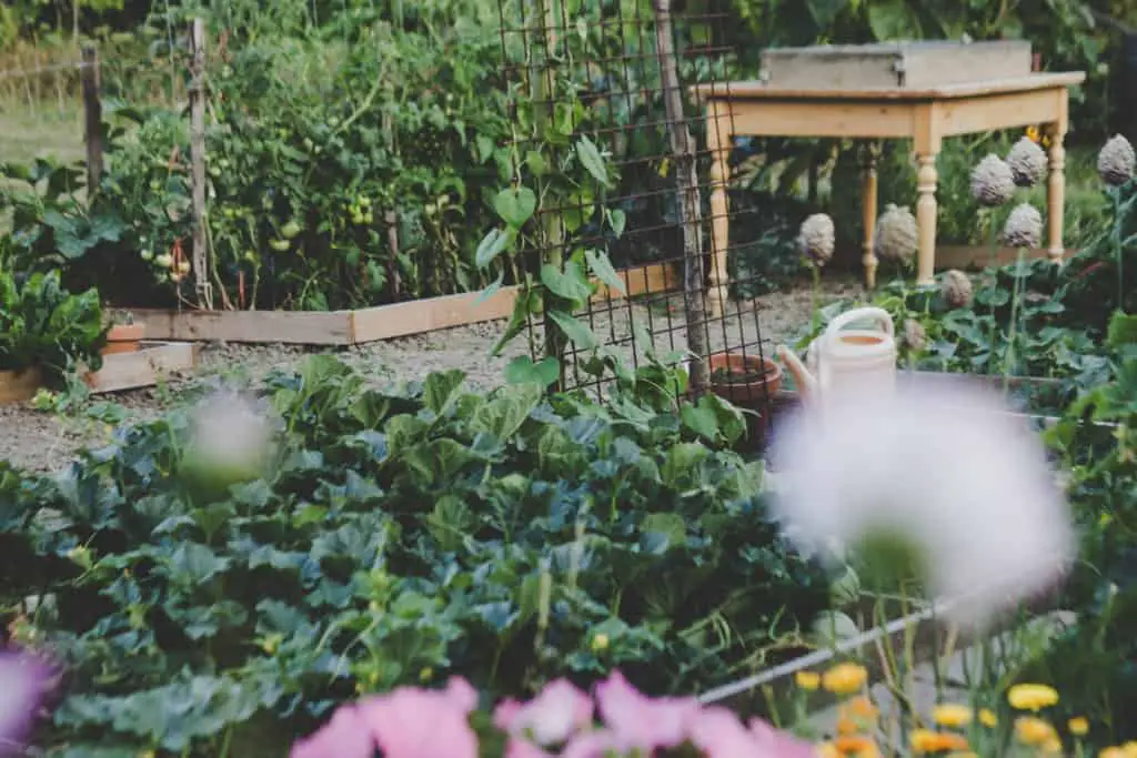 bountiful vegetable garden