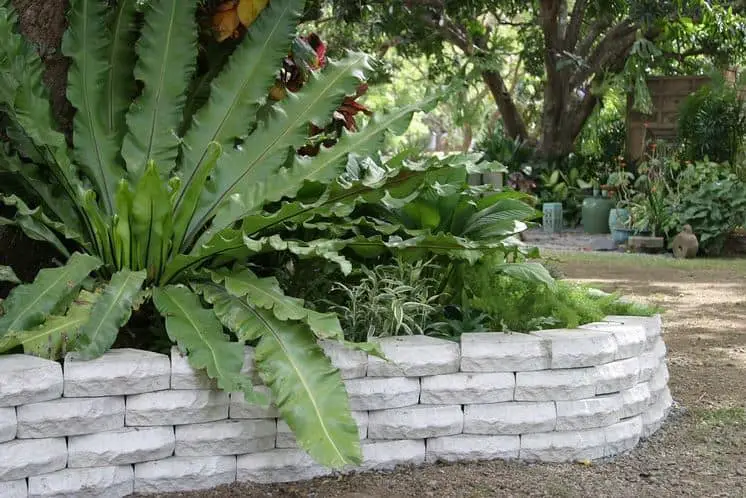 nice collection of plants in a raised bed