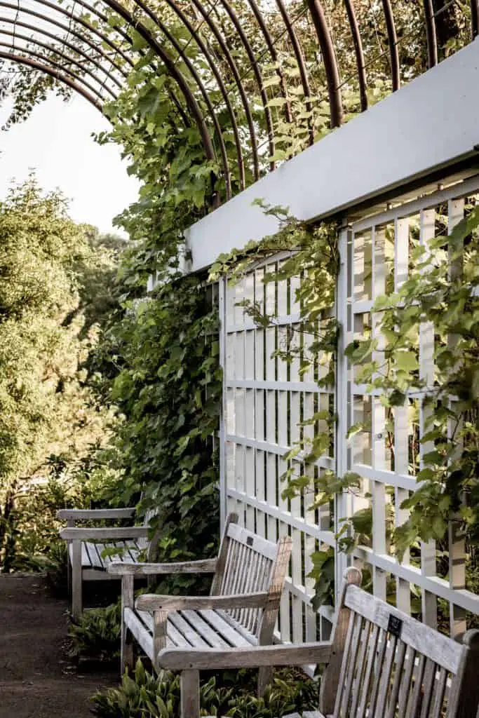 example of a beautiful lattice framework with climbing plants