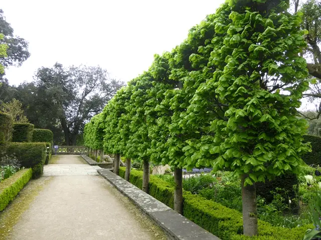 espalier lime trees