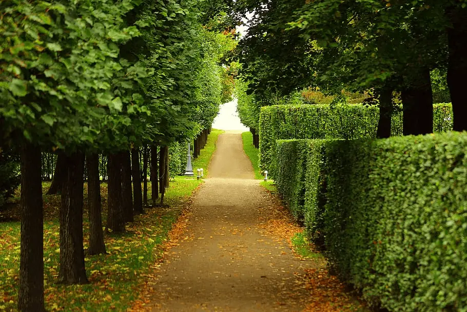 neat trimmed hedges along a path