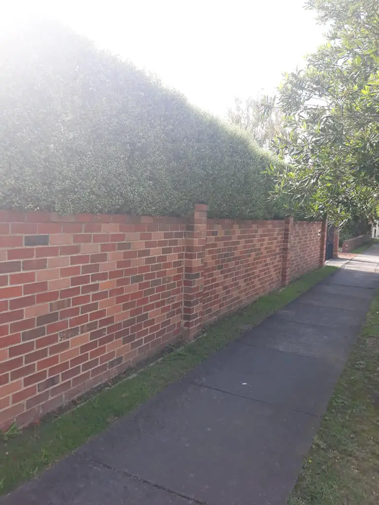 brick wall with hedge