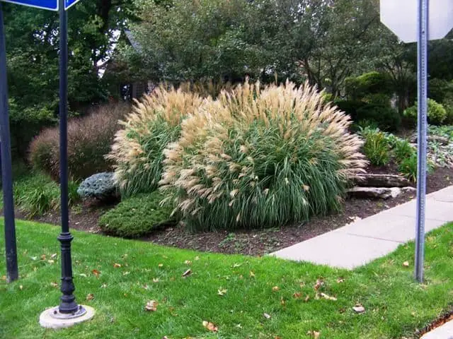 Grasses to hide a utility box