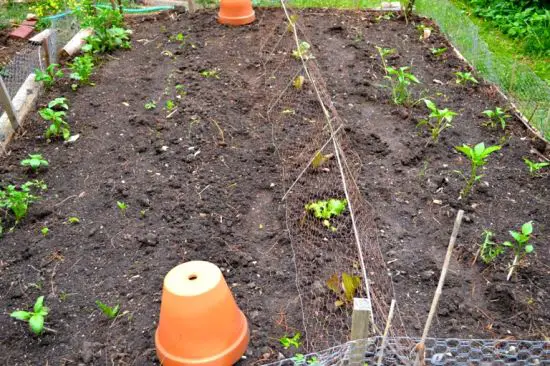 protecting lettuce from rabbits under mesh