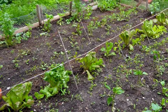 protecting lettuce from rabbits under mesh