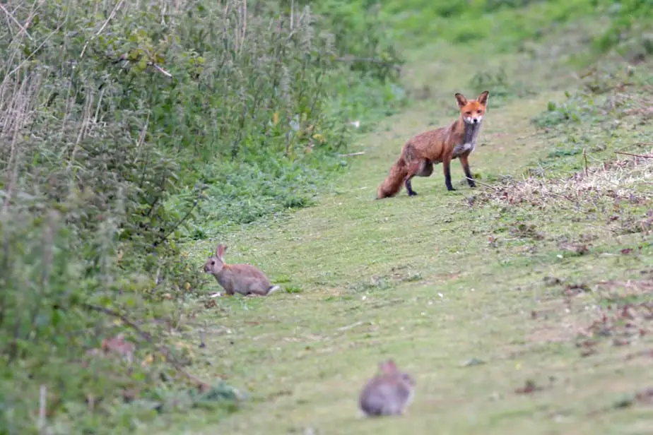 fox urine to keep rabbits out of yard