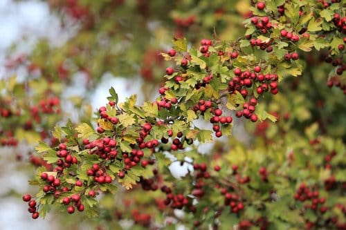 hawthorn to keep rabbits out of garden