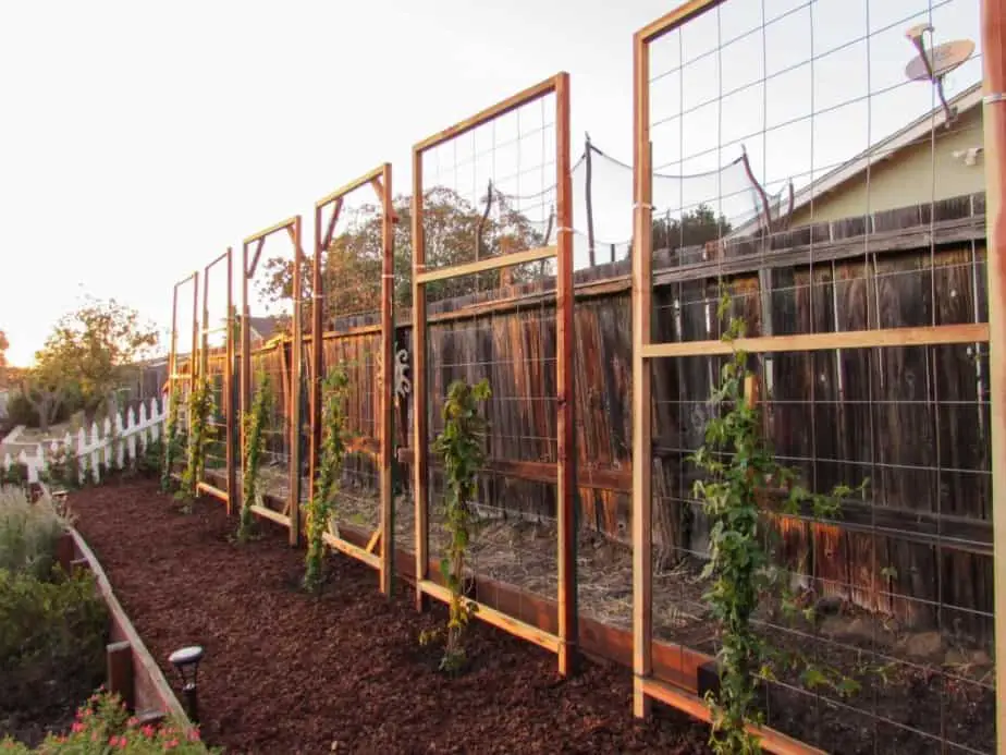 DIY Landscaping Ideas Trellis